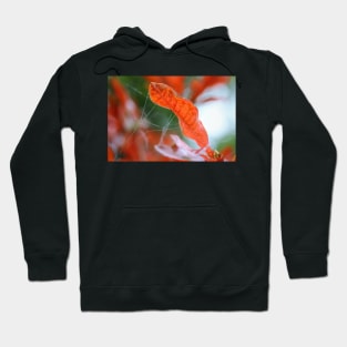 Autumn Flame Hoodie